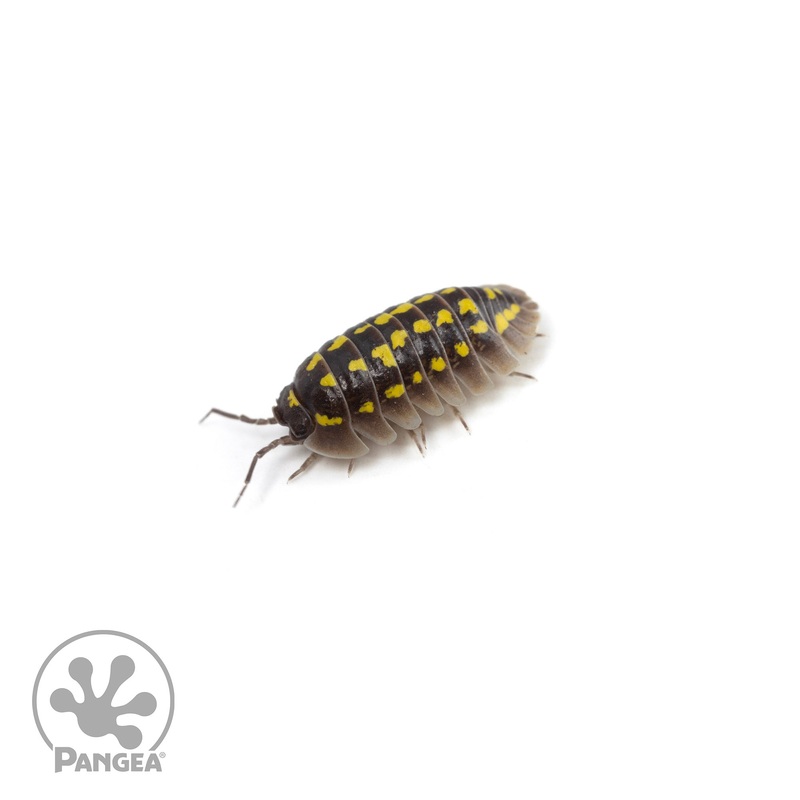 Armadillidium gestroi Isopods 5 Count