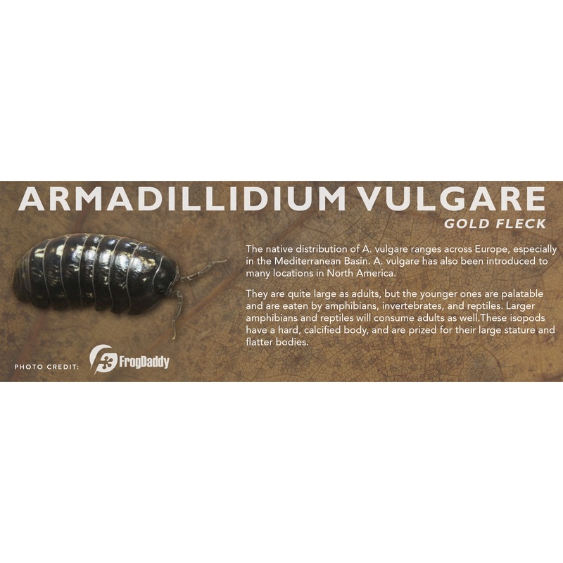 Armadillidium vulgare – Isopod Label Standard Size 7″ x 2.5″ Gold Fleck