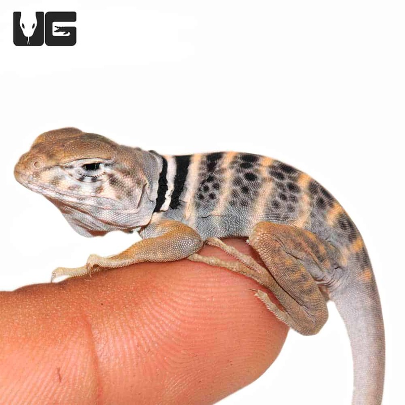 Baby Desert Collared Lizards For Sale