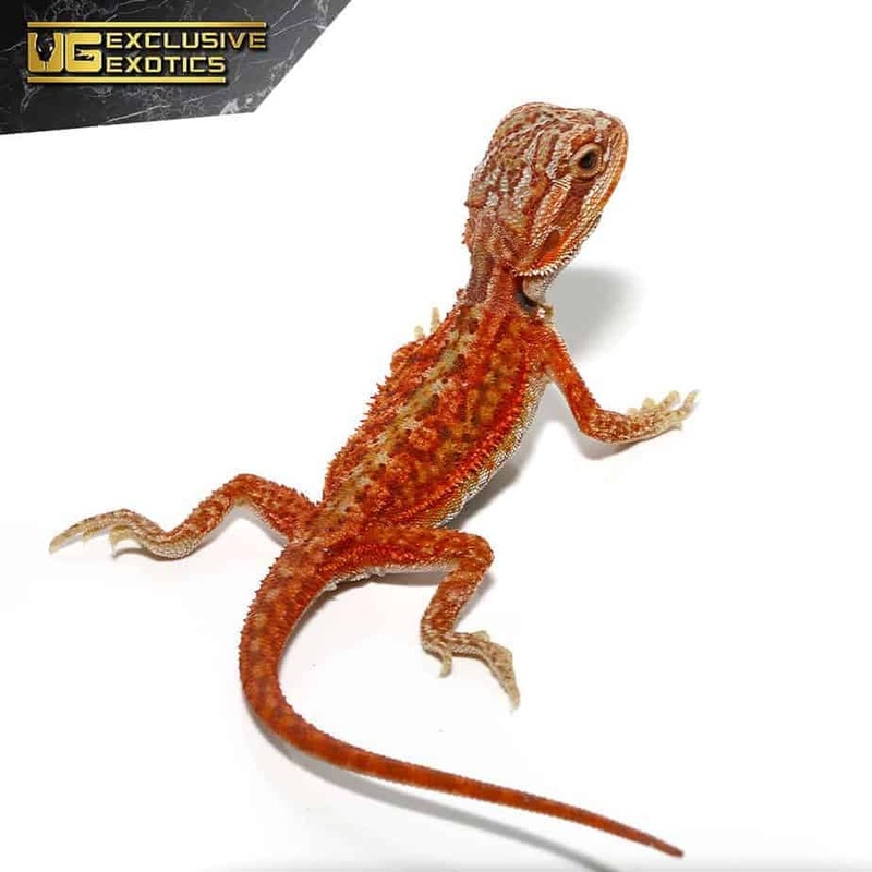 Baby Magma Hypo Translucent Dunner Bearded Dragon