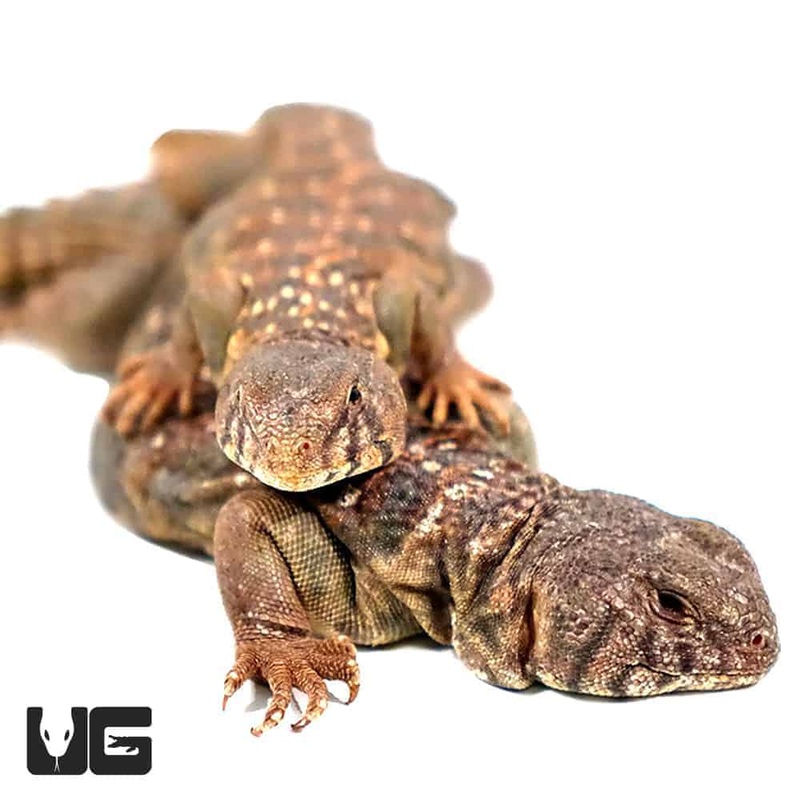 Baby Ocellated Uromastyx