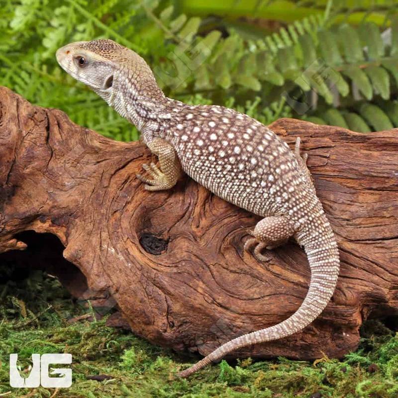 Baby Savannah Monitors For Sale