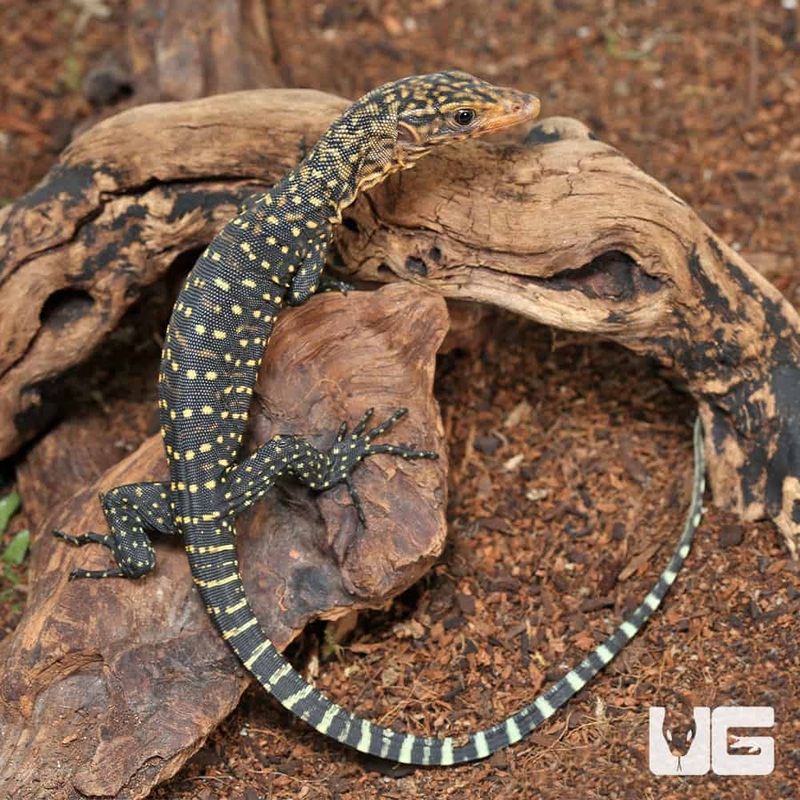 Baby Yellow Quince Monitors For Sale