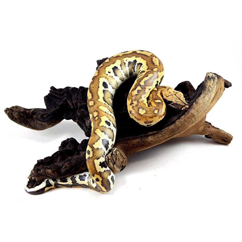 Blood Python