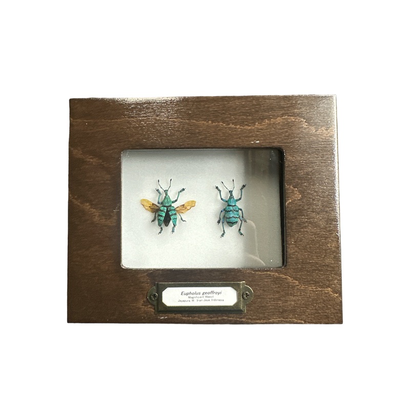 Blue Weevil (Eupholus geoffroyi) – 2×3″ Frame
