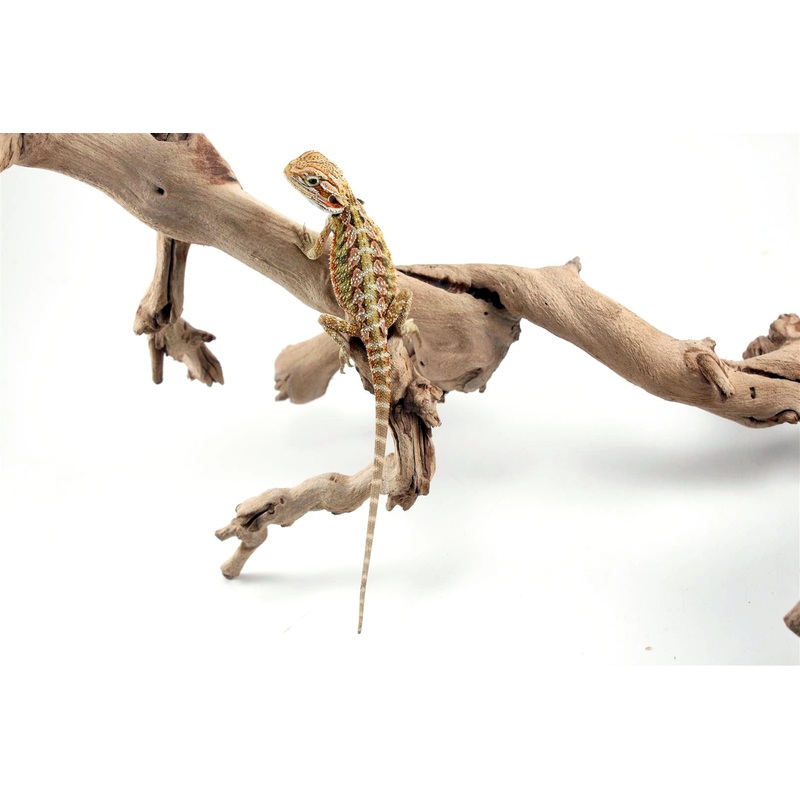 Colored Bearded Dragon