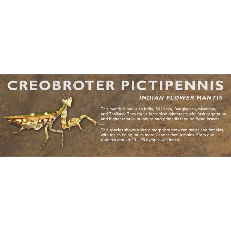 Creobroter pictipennis (Indian Flower Mantis) – Mantis Label Standard Size 7″ x 2.5″
