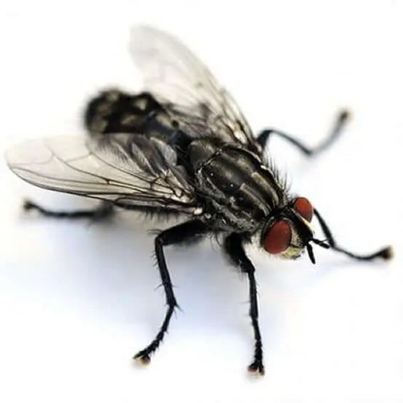Curly-wing Flies – Pre Pack