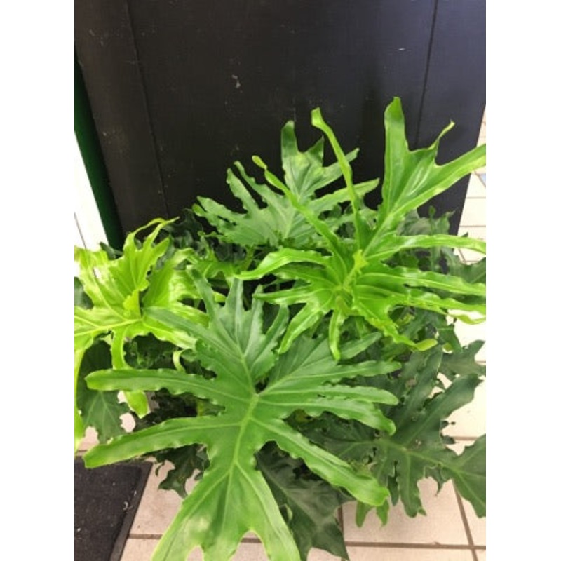 Philodendron Lickety Split