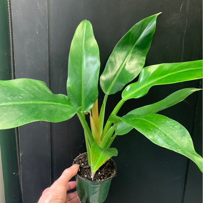Philodendron wendlandii 4″ Pot