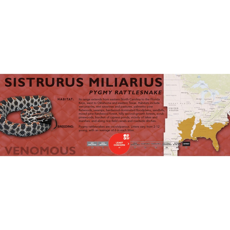 Pygmy Rattlesnake (Sistrurus miliarius) Classic Vivarium Label None Original