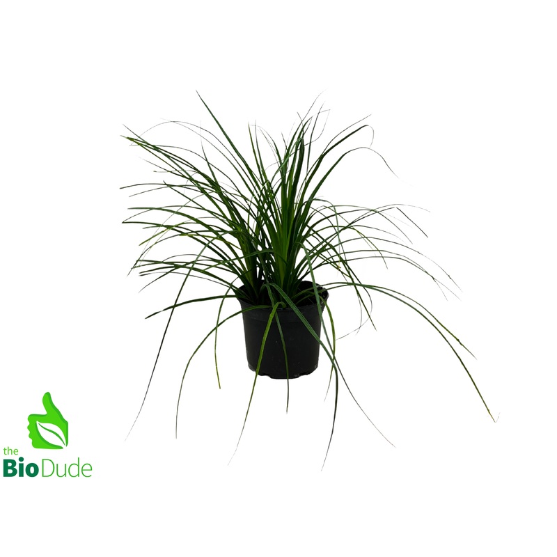 6″ Pot Ponytail Palm
