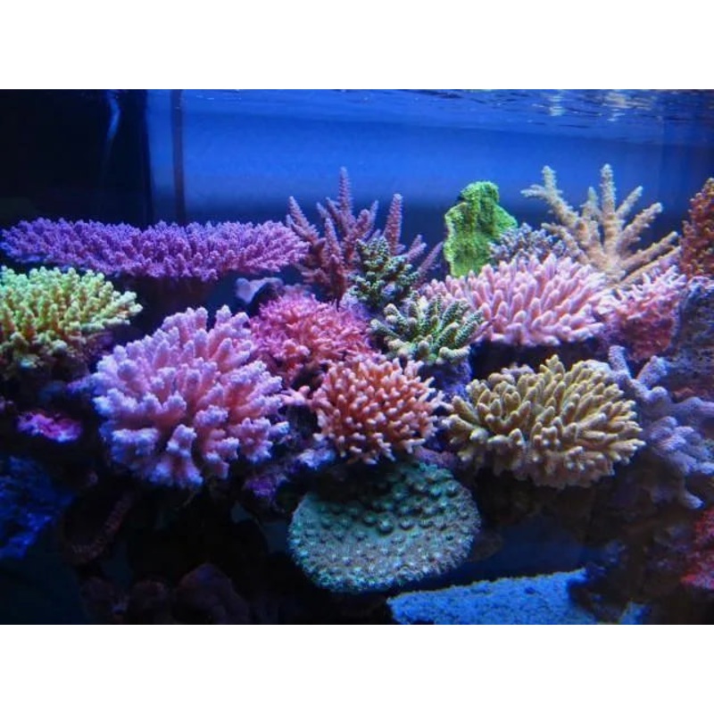 Acropora
