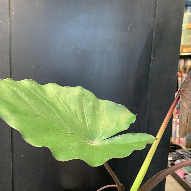 Alocasia Metal Head 6″ pot
