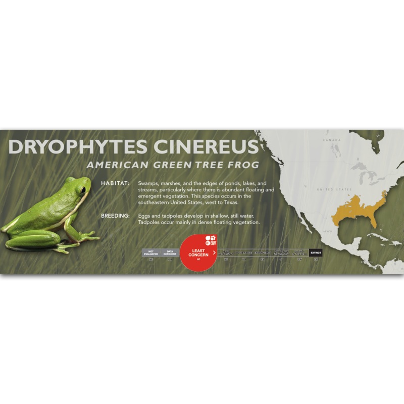 American Green Tree Frog (Dryophytes cinereus) – Classic Vivarium Label