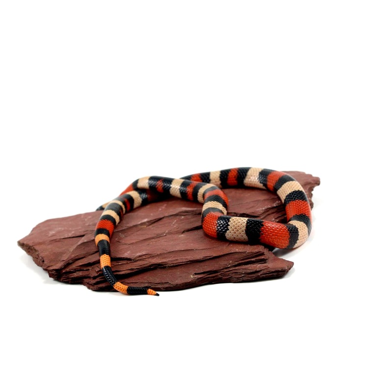 Apricot Pueblan Milksnake