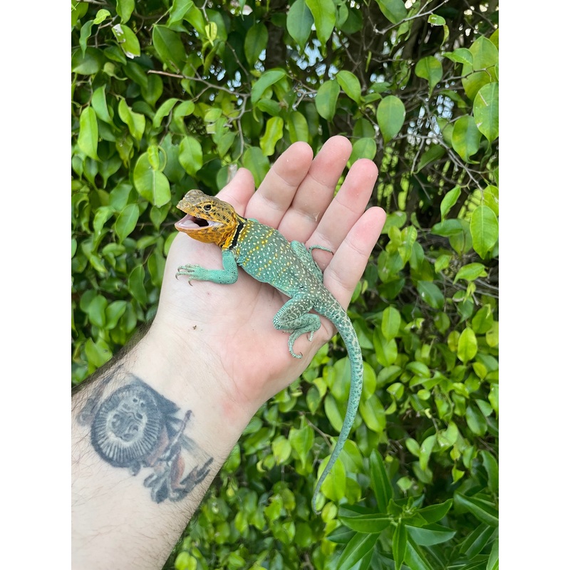 Aqua Flame Collard Lizard Male