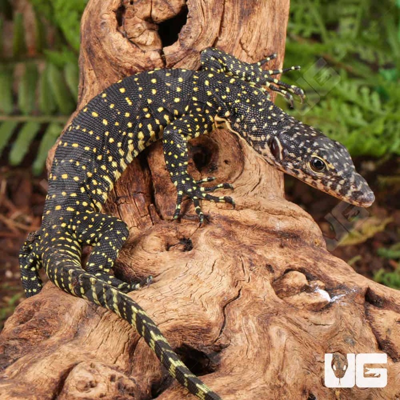 Baby Indonesian Mangrove Monitor For Sale