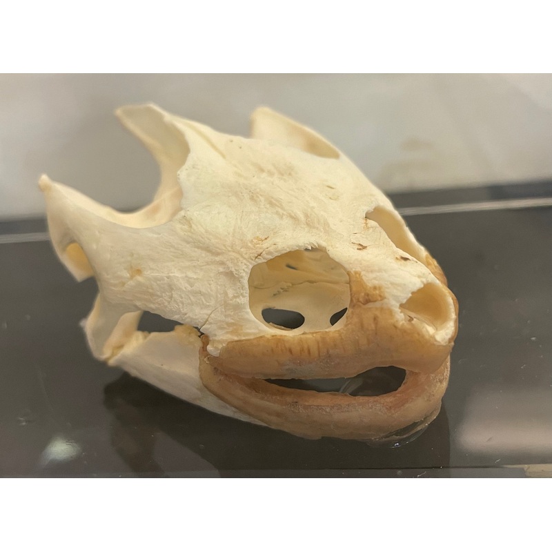Common Snapping Turtle Skull