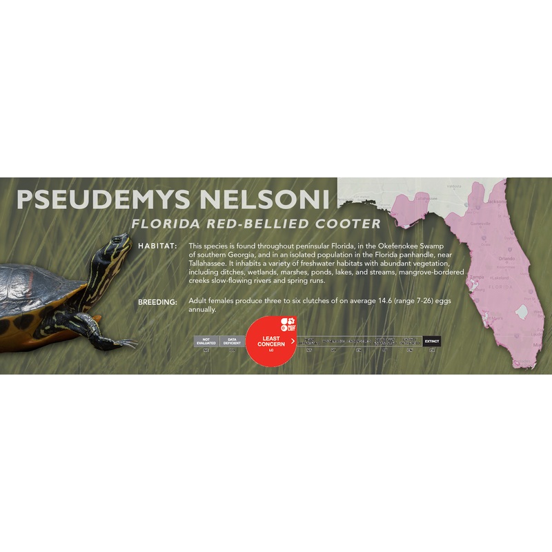 Florida Red-Bellied Cooter (Pseudemys nelsoni) – Classic Vivarium Label