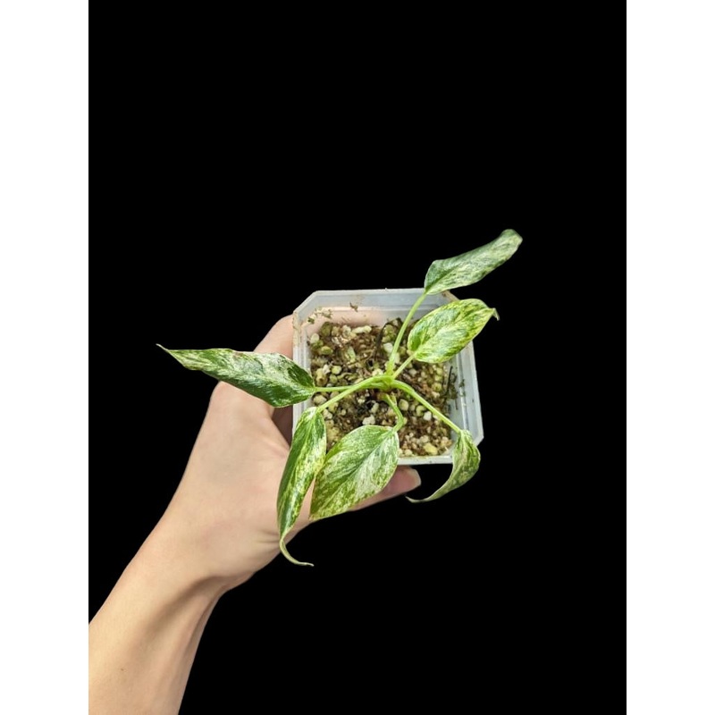 Philodendron giganteum blizzard 3/4″ Pot