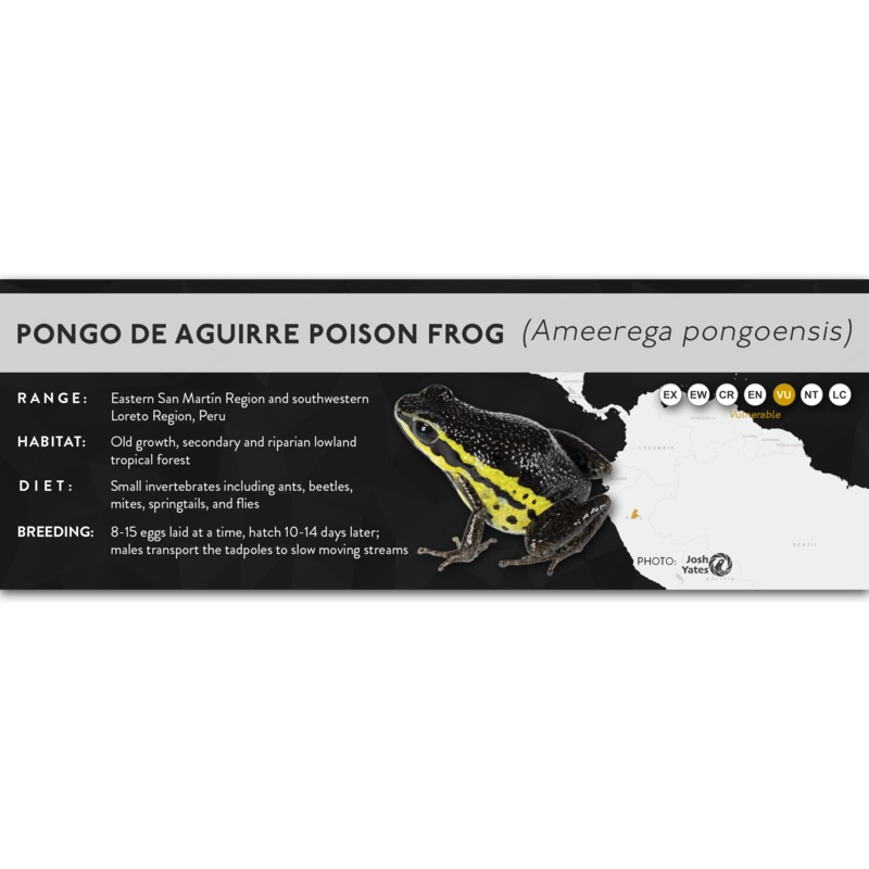 Pongo de Aguirre Poison Frog (Ameerega pongoensis) – X Label Laminated Paper