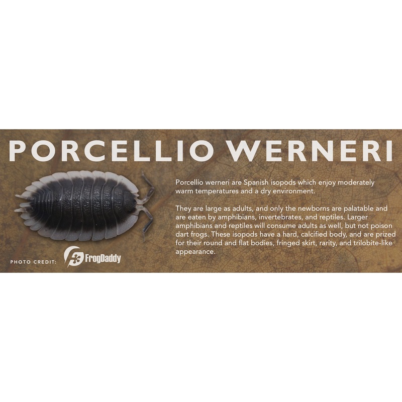 Porcellio werneri – Isopod Label Standard Size 7″ x 2.5″