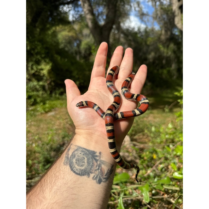 Red Milk Snake