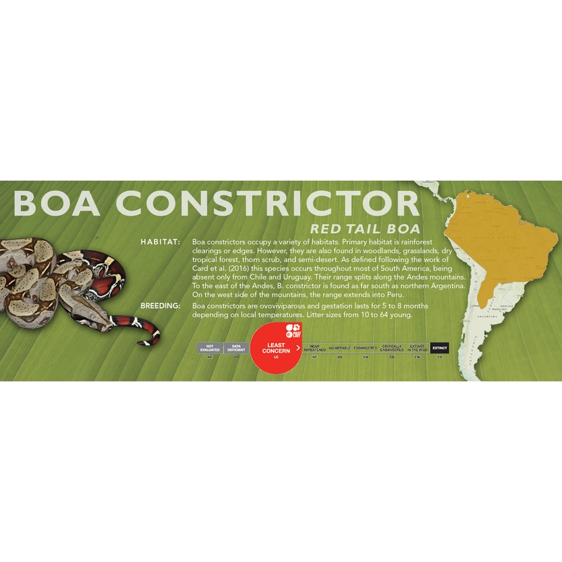Red Tail Boa (Boa constrictor) Classic Vivarium Label Common