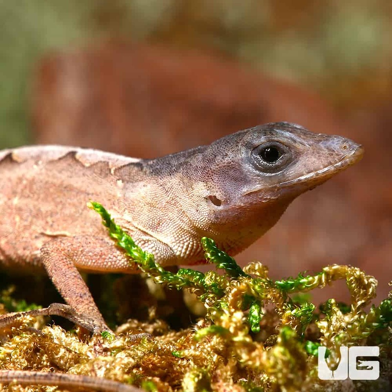 Scaleless Head Anole(Anolis sagrei) For Sale