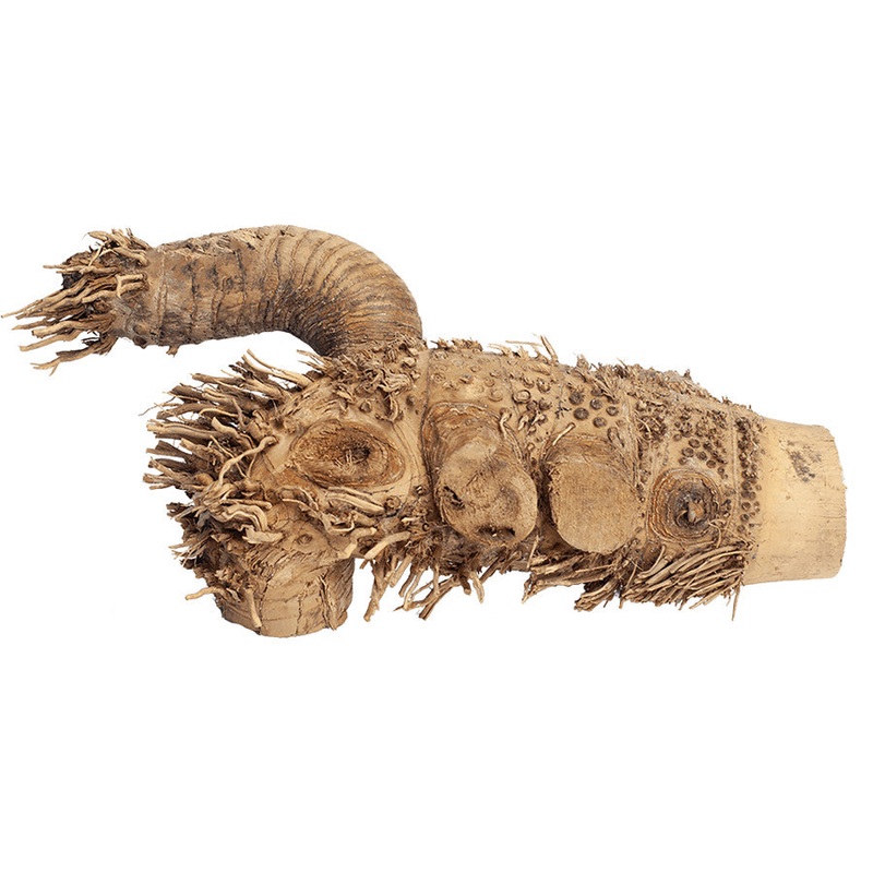 Spider Root Small