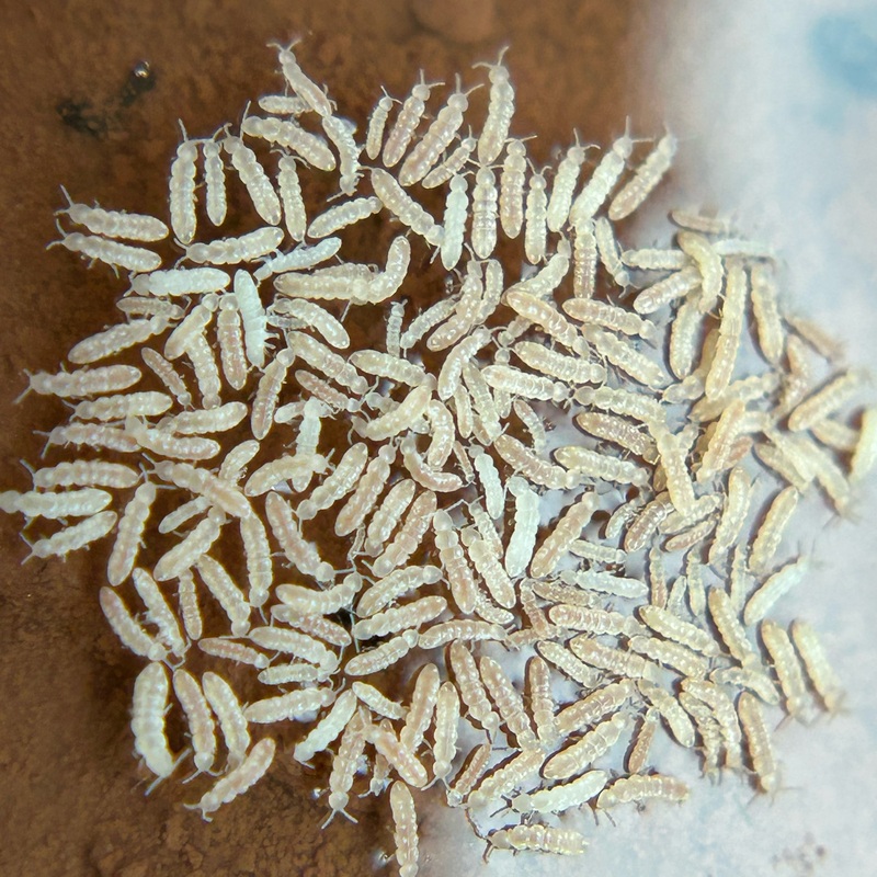 Springtail culture