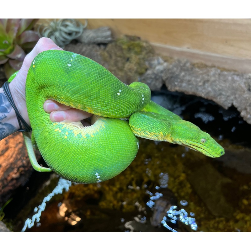 Adult Emerald Tree Boa (Proven Female)