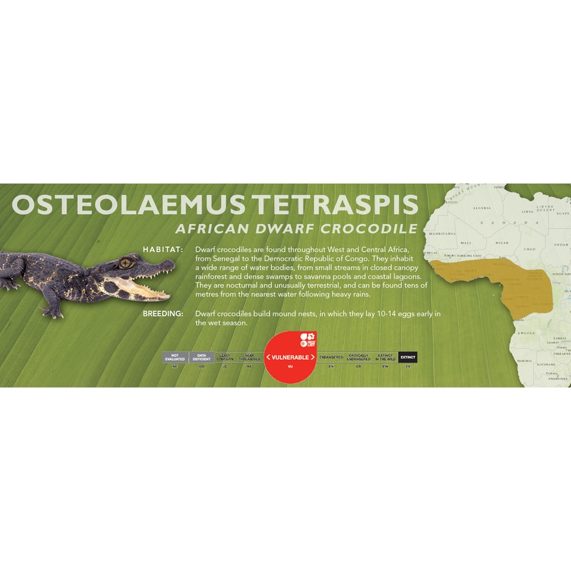 African Dwarf Crocodile (Osteolaemus tetraspis) – Classic Vivarium Label