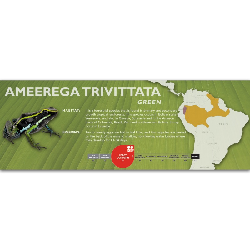 Ameerega trivittata – Classic Vivarium Label Green