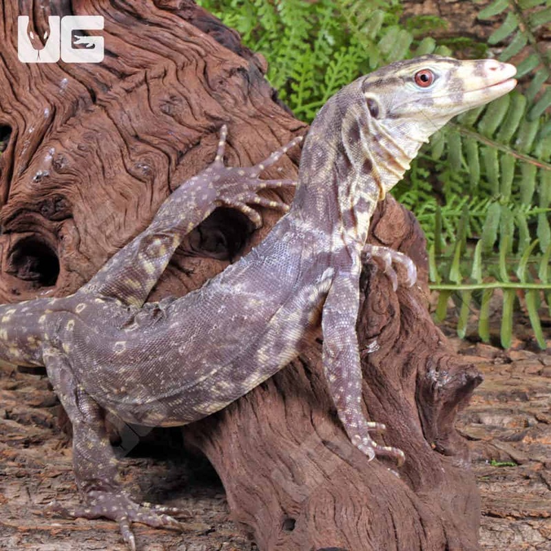 Baby Albino Asian Water Monitor T+ For Sale