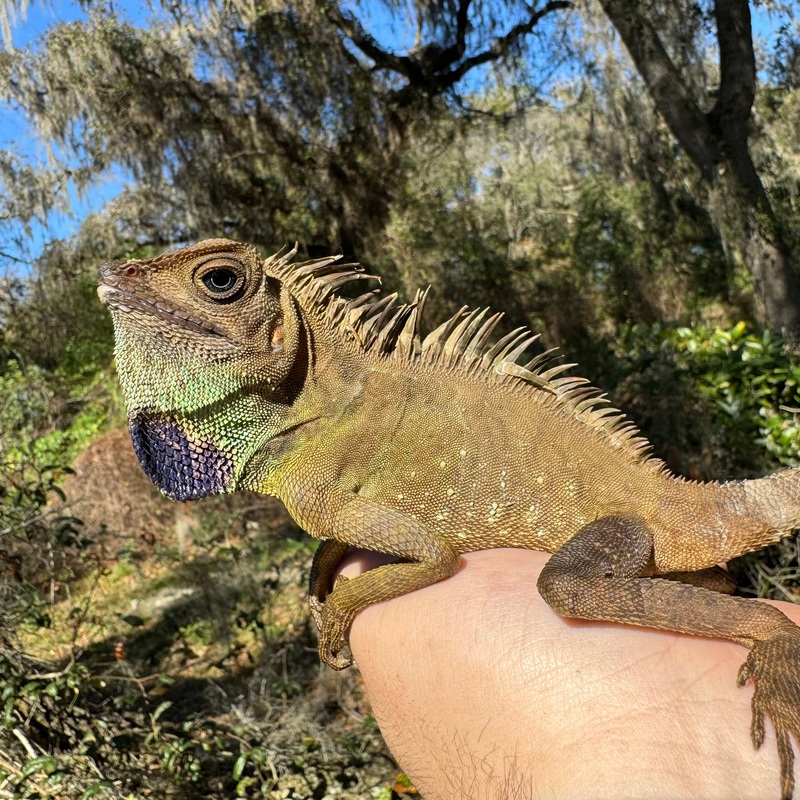 Bells Angle Head Lizard