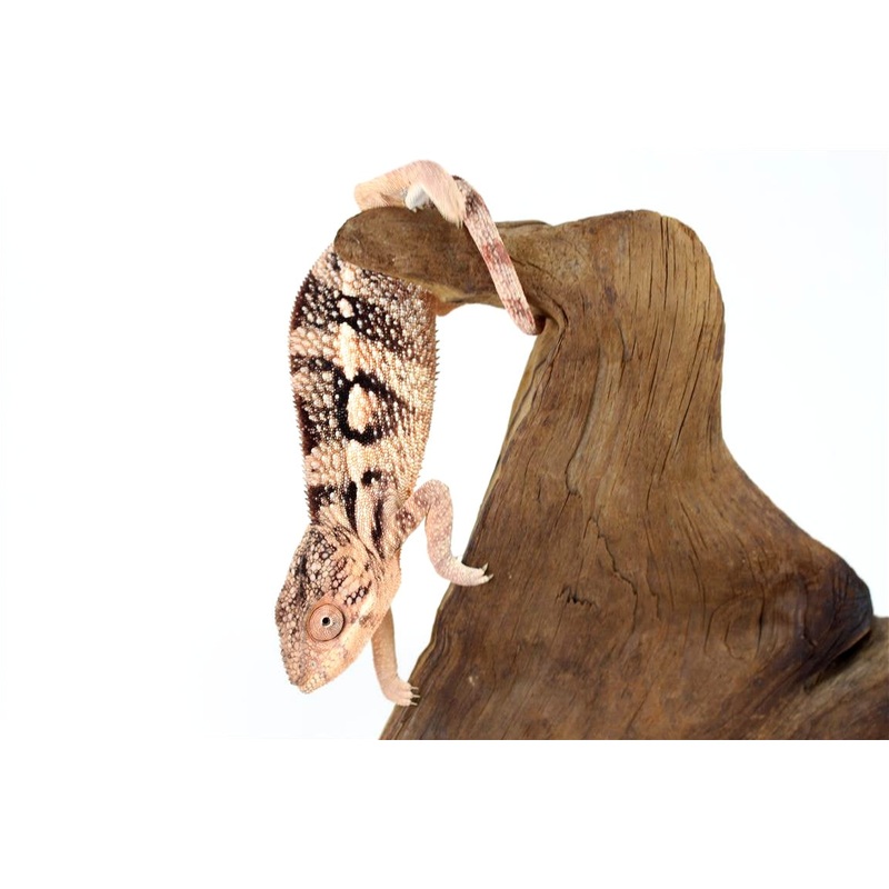 Blue Bar Ambilobe Panther Chameleon – female