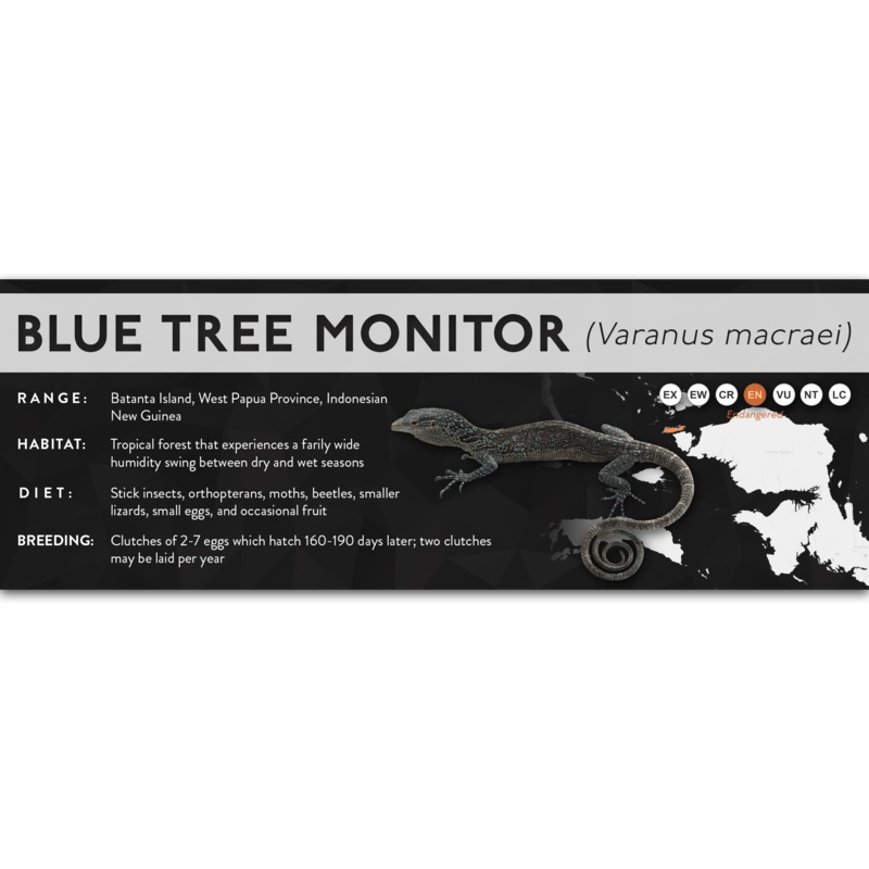 Blue Tree Monitor (Varanus macraei) – X Label Laminated Paper