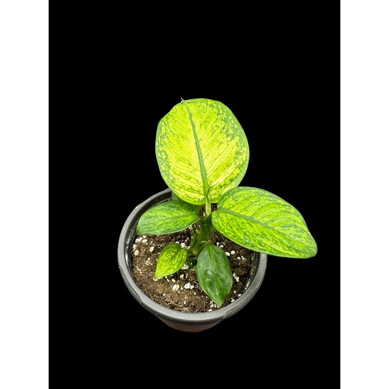 Dieffenbachia Rudolph 4″ Pot