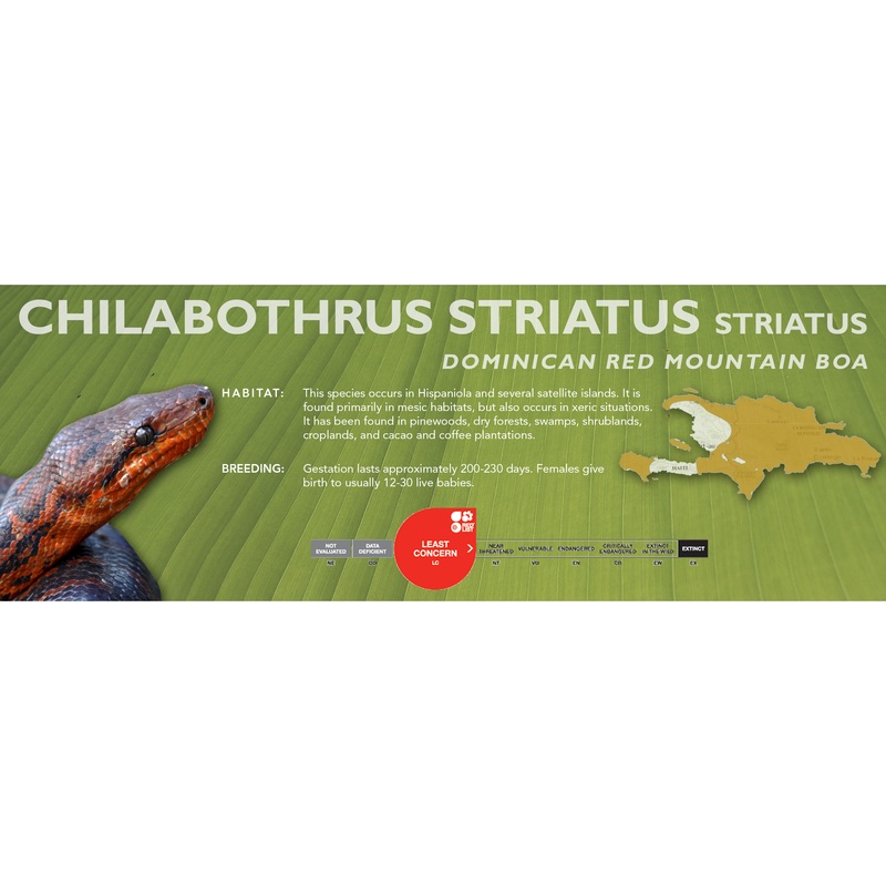Dominican Red Mountain Boa (Chilabothrus striatus striatus) Classic Vivarium Label