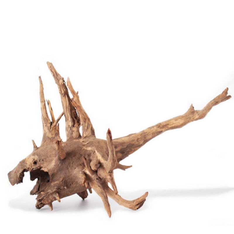 Galapagos Hollow Tree Root 12-16″