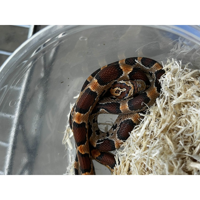 Male Okeetee Corn Snake