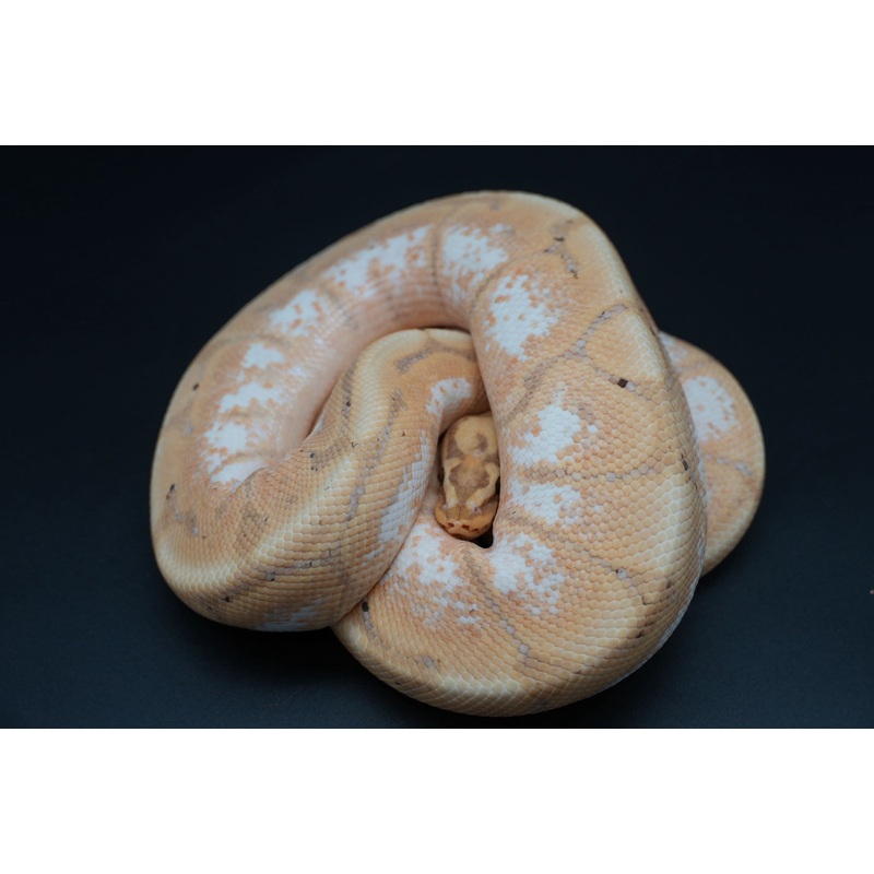 Male proven breeder banana spider Dinker