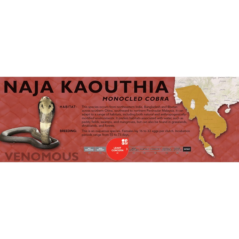 Monocled Cobra (Naja kaouthia) Classic Vivarium Label Standard Original