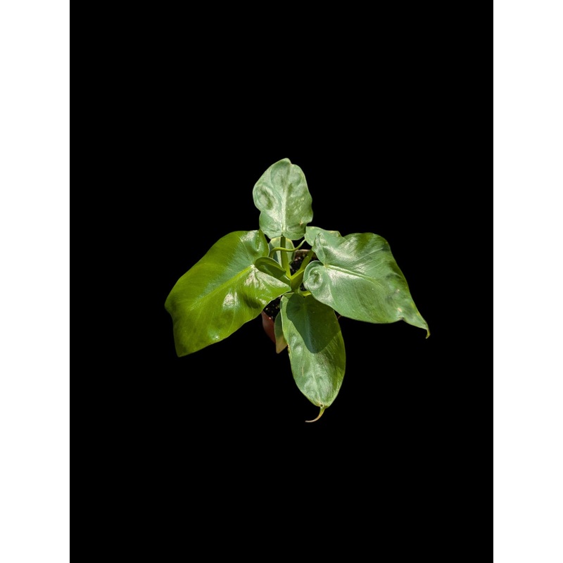 Philodendron Bob Cee 3.5″ Pot