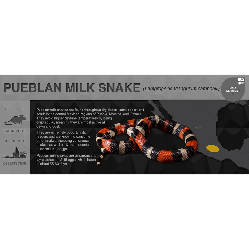 Pueblan Milk Snake (Lampropeltis triangulum campbelli) – Black Series Vivarium Label Black