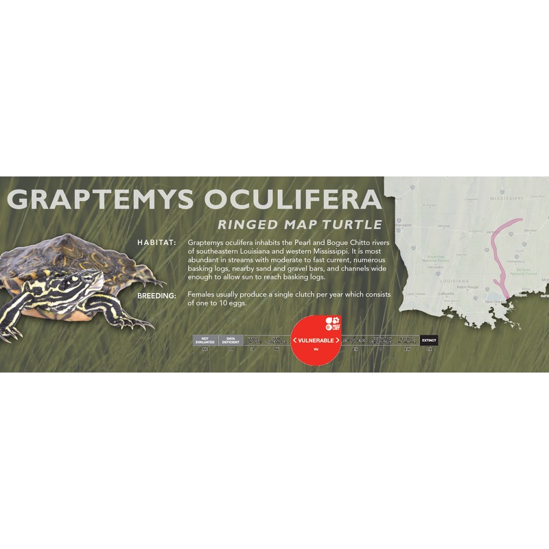 Ringed Map Turtle (Graptemys oculifera) – Classic Vivarium Label