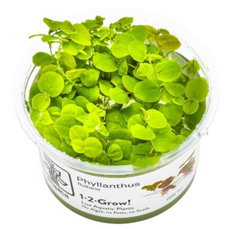 Tropica Phyllanthus fluitans 1-2-Grow