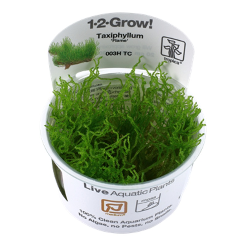 Tropica Taxiphyllum Flame 1-2-Grow